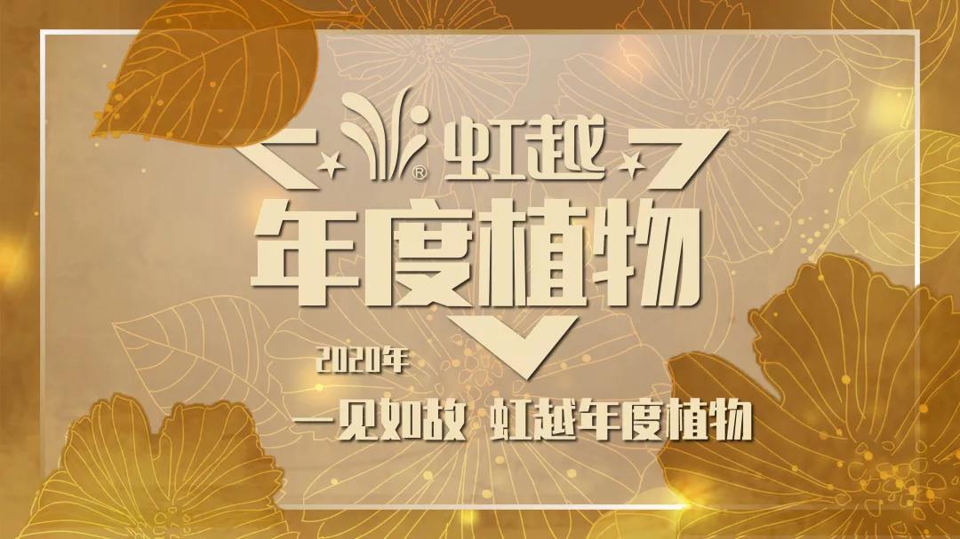 你好哇，2020虹越年度大阳城集团网址！