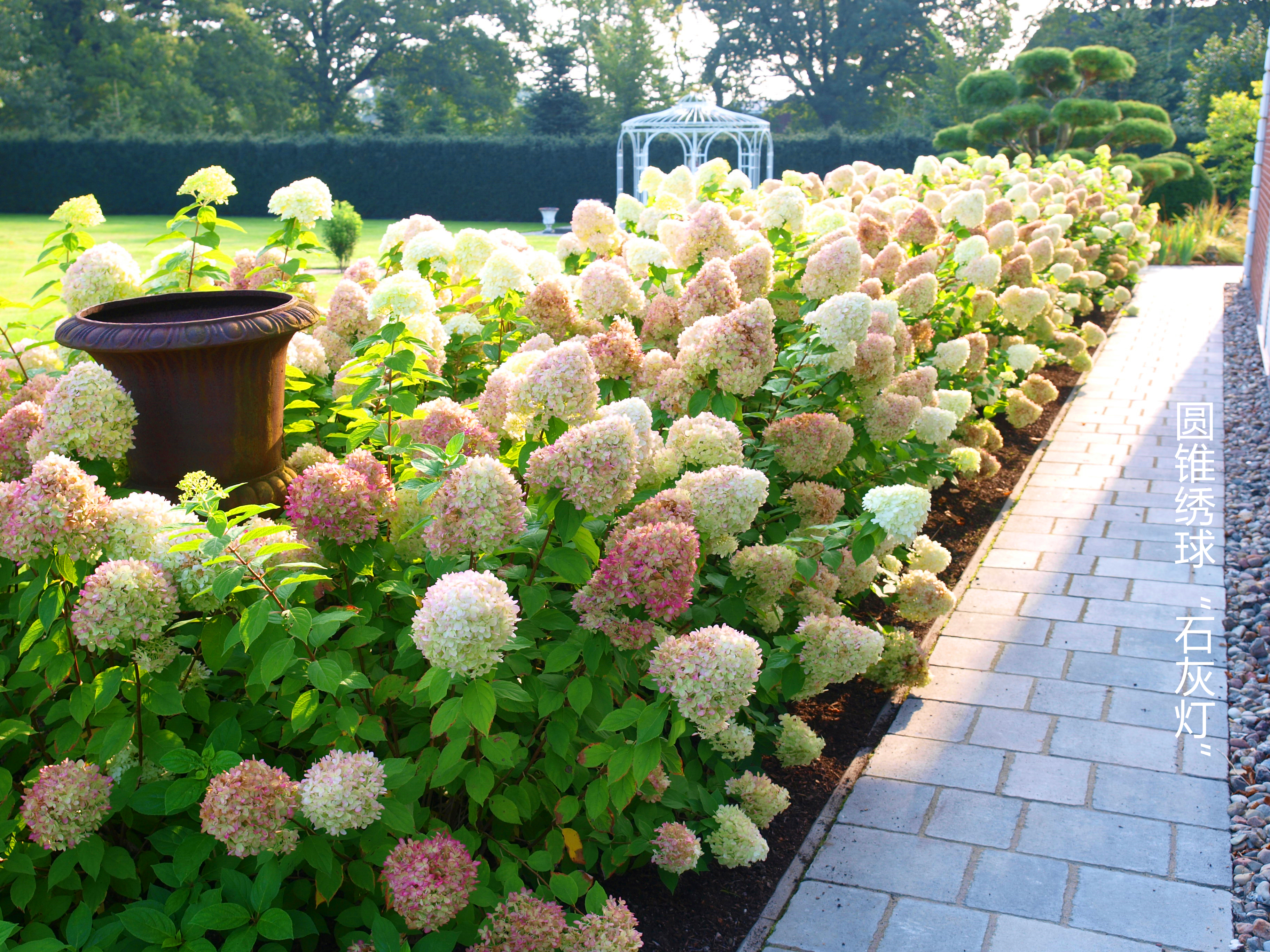 花开180天，没人能拒绝夏日里的‘抹茶冰淇淋’！